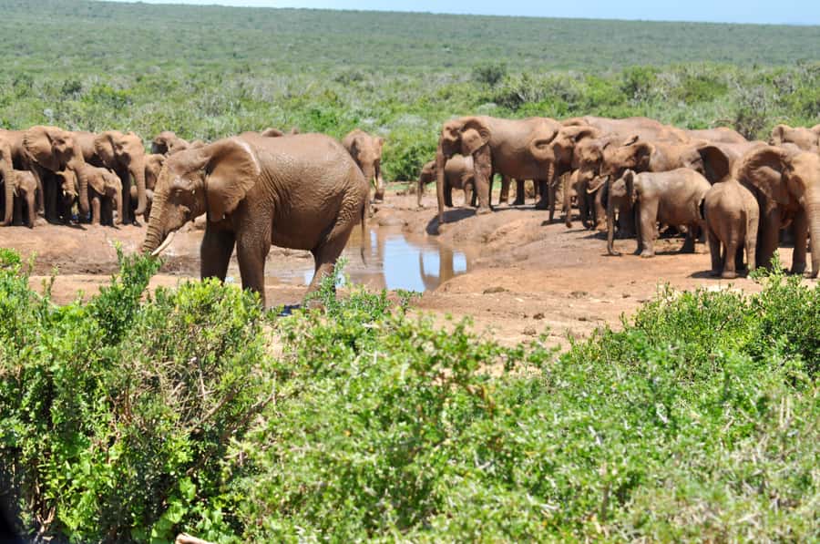 Port Elizabeth: Addo Elephant Park All-Inclusive Day Safari - Why Addo works so well for a day trip