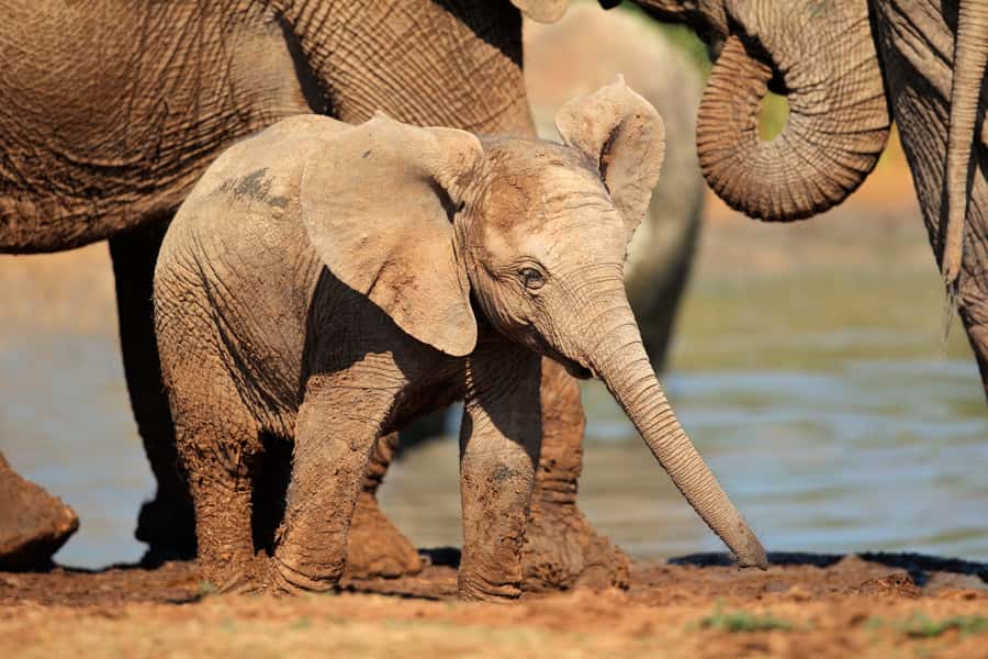 Port Elizabeth: Addo Elephant Park All-Inclusive Day Safari - The morning game drive: three hours to find the park’s big animals