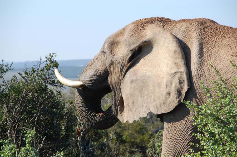Port Elizabeth: Addo Elephant Park All-Inclusive Day Safari - Guides make the difference