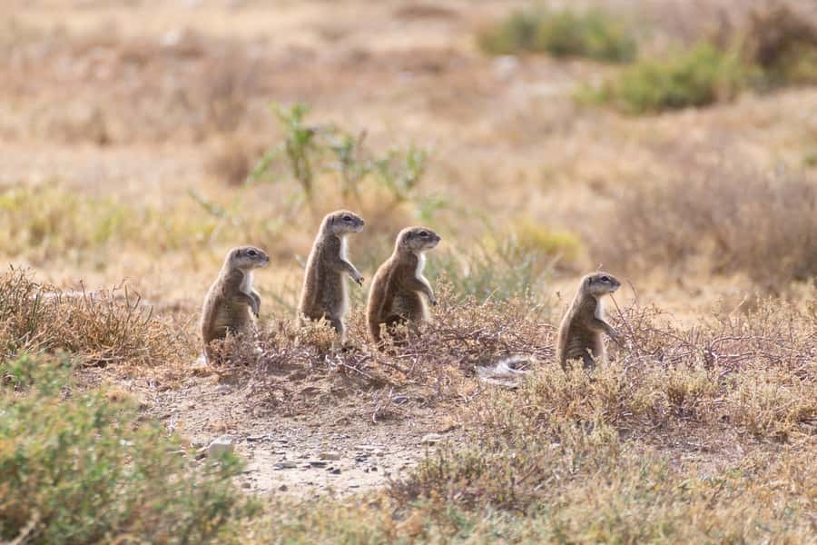 Port Elizabeth: Addo Elephant Park All-Inclusive Day Safari - Lunch inside Addo: a welcome pause in a long day