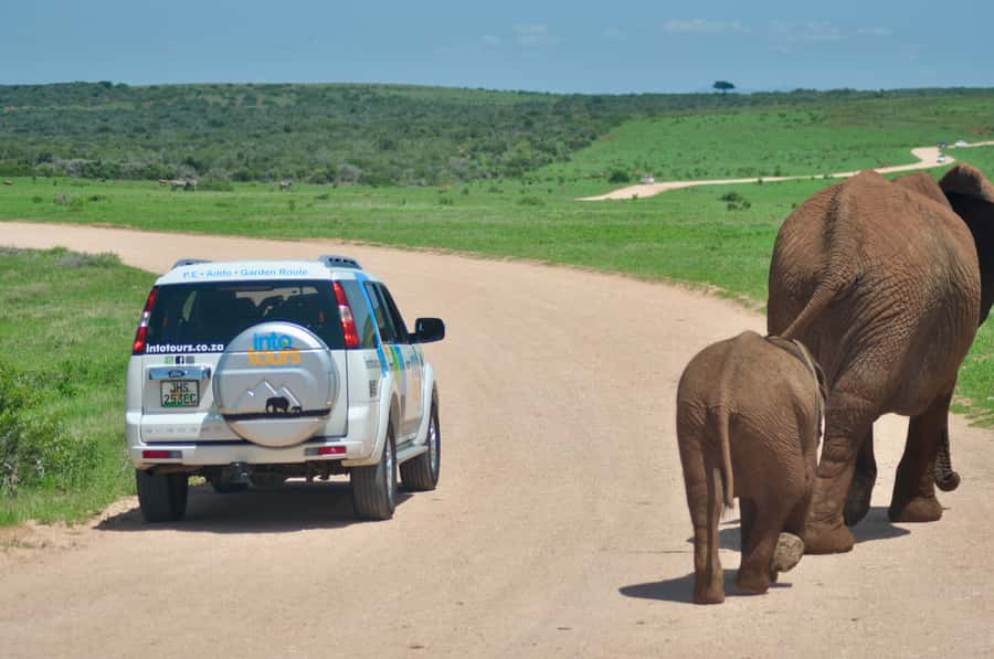 Port Elizabeth: Addo Elephant Park All-Inclusive Day Safari - The afternoon drive: a second chance at wildlife