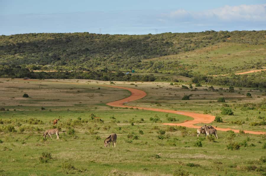 Port Elizabeth: Addo Elephant Park All-Inclusive Day Safari - The van versus an open safari vehicle