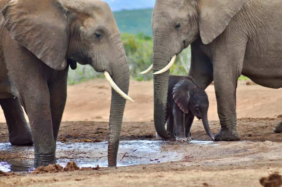 Port Elizabeth: Addo Elephant Park All-Inclusive Day Safari - Is $176 good value for eight hours?