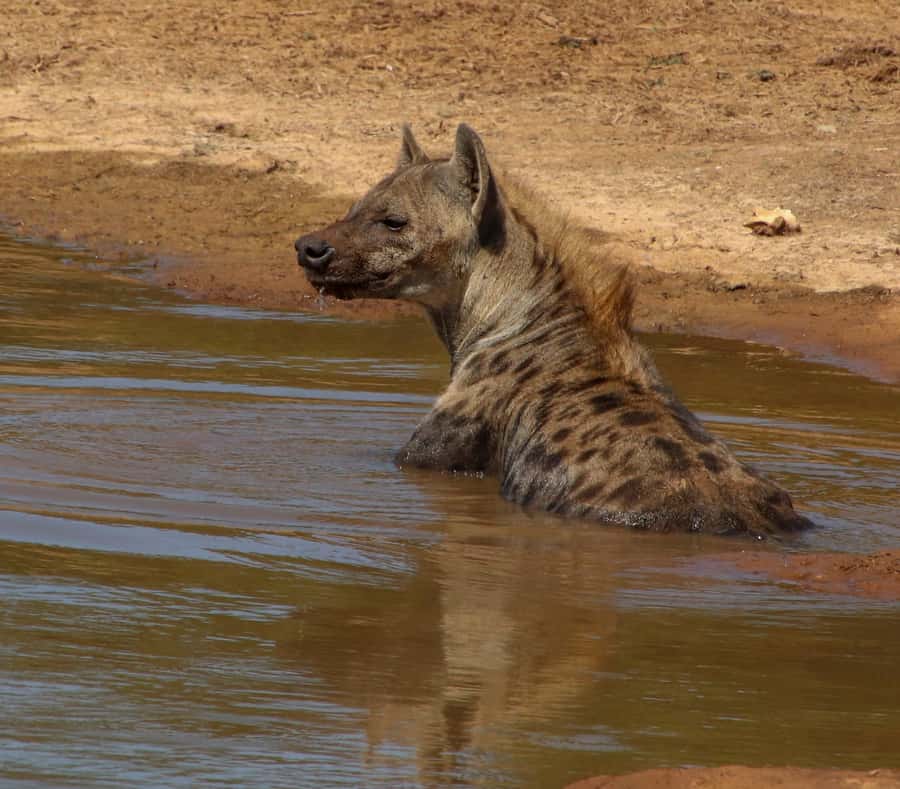 Port Elizabeth: Addo Elephant Park All-Inclusive Day Safari - Pickup from Port Elizabeth: easy, but confirm the time