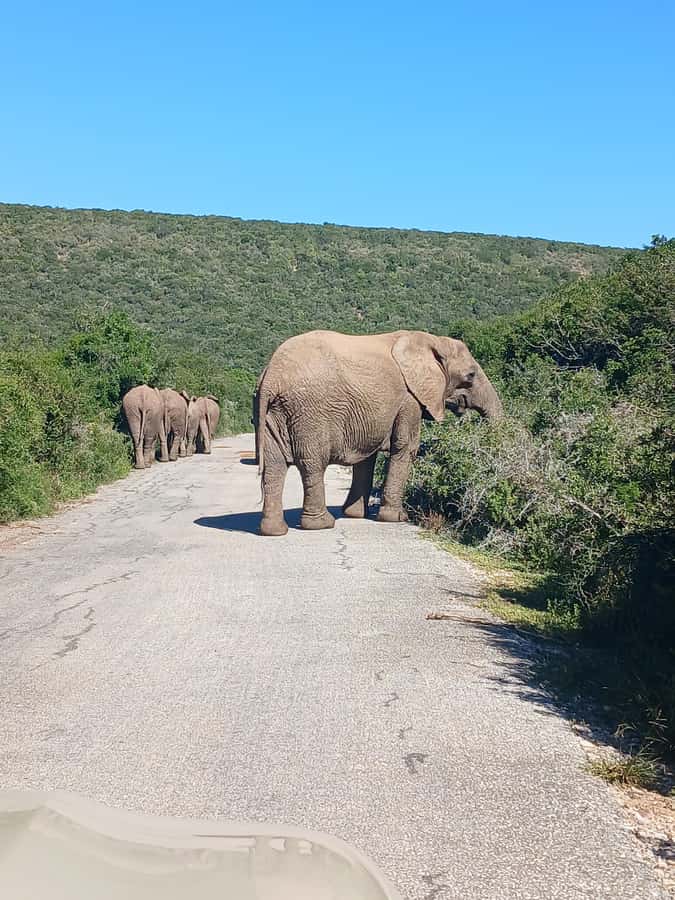 Port Elizabeth: Addo Elephant Park Shore Excursion & Safari - Is $159 a fair price?
