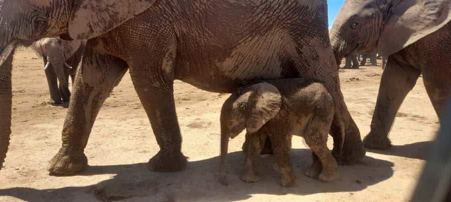 Port Elizabeth: Addo Elephant Park Shore Excursion & Safari - Four hours among elephants and other wildlife