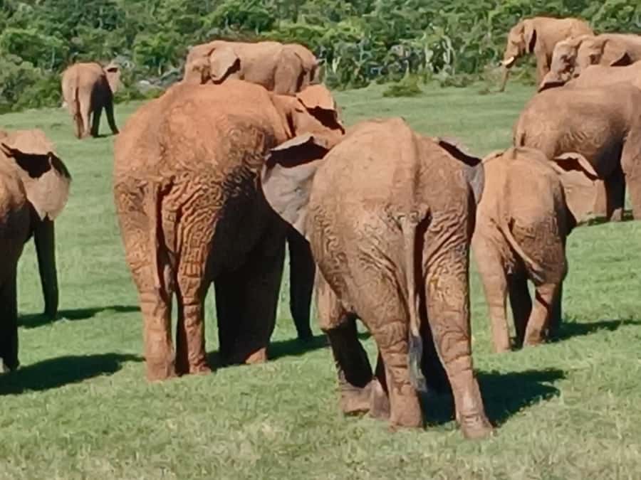 Port Elizabeth: Addo Elephant Park Shore Excursion & Safari - The animals you are most likely to see