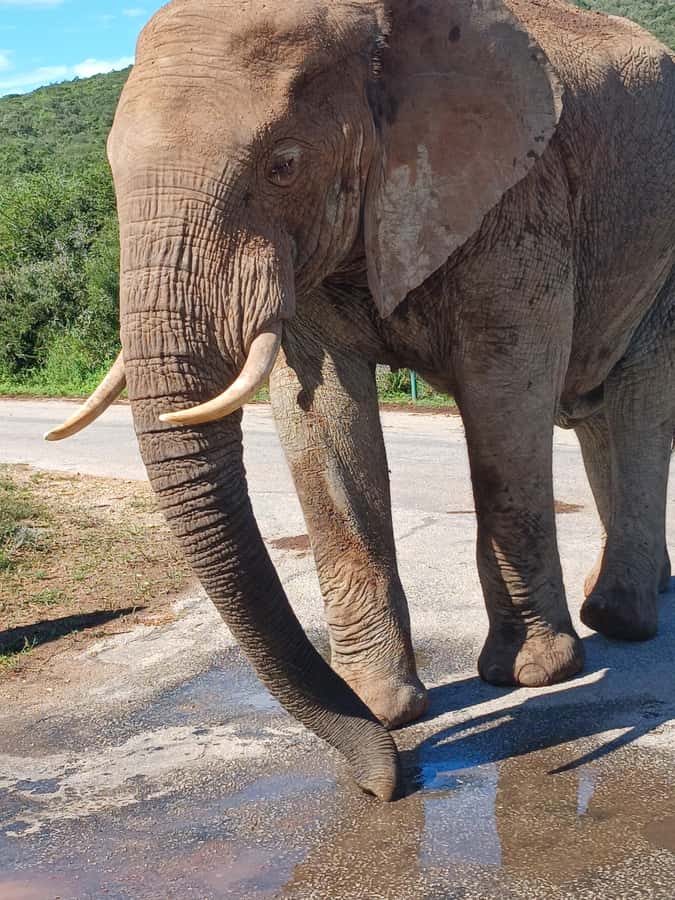 Port Elizabeth: Addo Elephant Park Shore Excursion & Safari - The afternoon drive and the value of extra hours