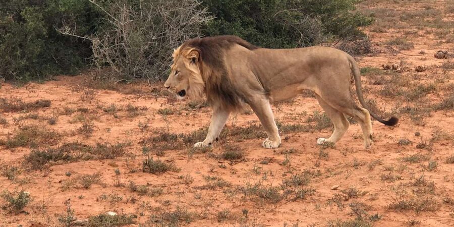 Port Elizabeth: Addo Elephant Park Shore Excursion & Safari - The return drive and port-day planning