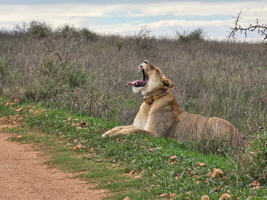 Port Elizabeth: Addo Elephant Park Shore Excursion & Safari - How the guides affect the experience
