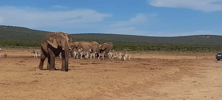 Port Elizabeth: Addo Elephant Park Shore Excursion & Safari - Starting from Port Elizabeth and the harbor