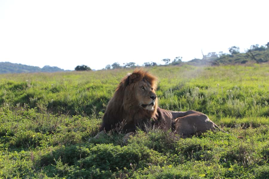 Port Elizabeth: Schotia Private Game Reserve Safari - Key points at a glance