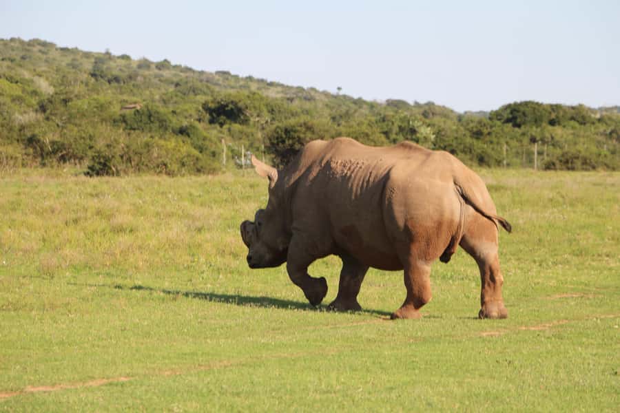 Port Elizabeth: Schotia Private Game Reserve Safari - Two hours on an open safari vehicle