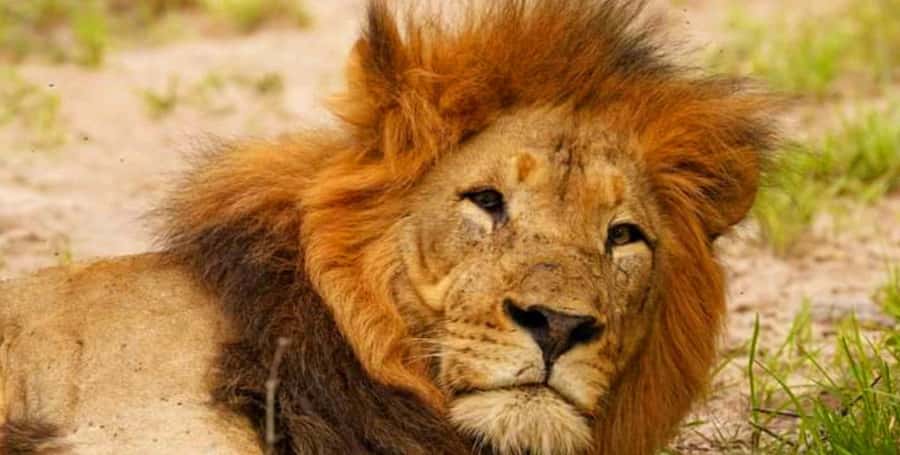 Port Elizabeth: Schotia Safaris Game Reserve Safari - Five hours in Schotia Private Game Reserve