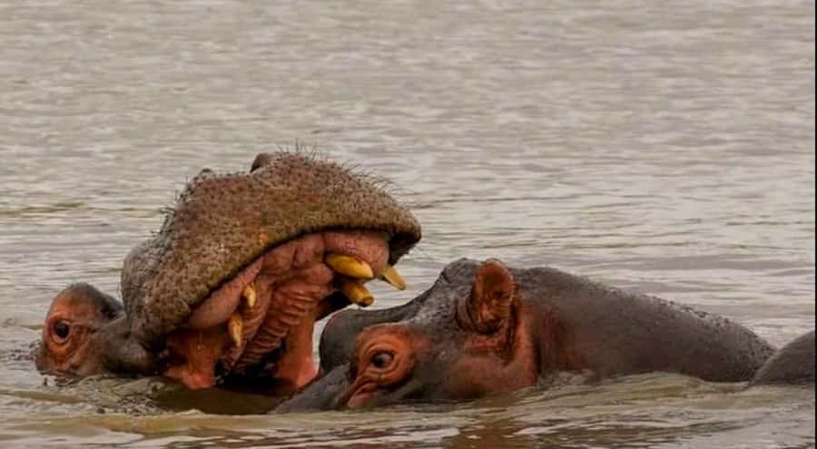 Port Elizabeth: Schotia Safaris Game Reserve Safari - Beyond the Big Five: giraffe, hippo, crocodile, and birds