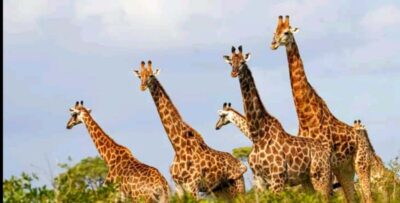 Schotia Safaris Game Reserve Safari
