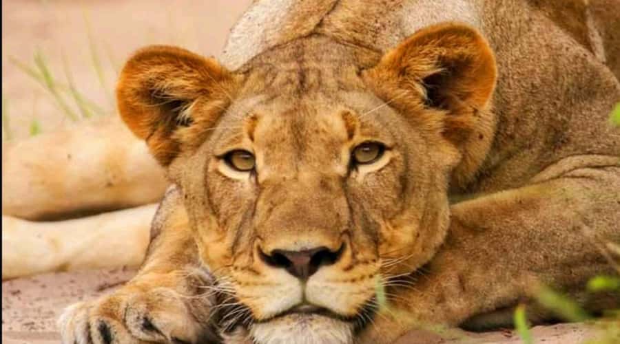 Port Elizabeth: Schotia Safaris Game Reserve Safari - Guides who explain what you are seeing