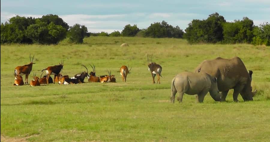 Port Elizabeth: Schotia Safaris Game Reserve Safari - What the five-hour rhythm feels like
