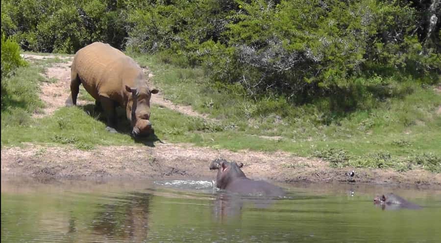 Port Elizabeth: Schotia Safaris Game Reserve Safari - Is $207 a fair price?