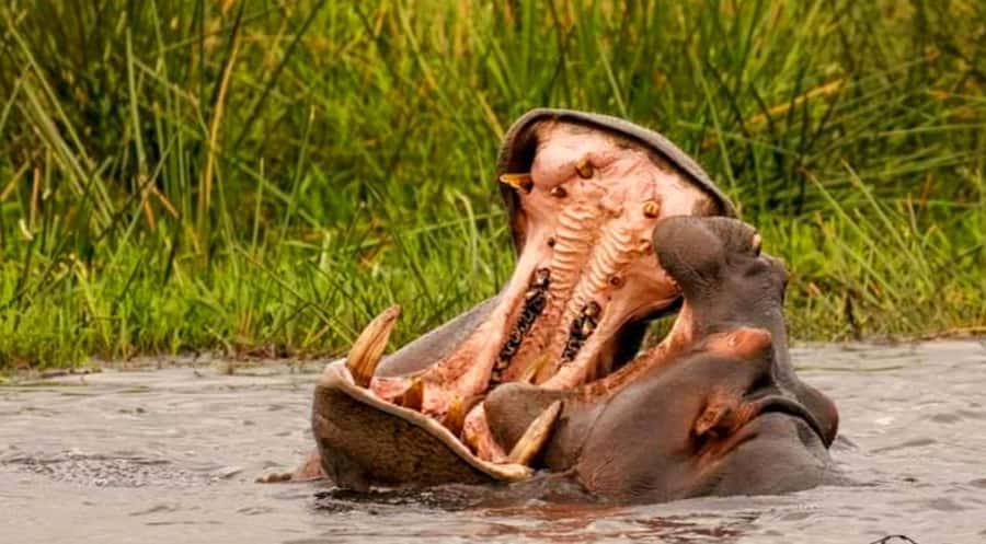 Port Elizabeth: Schotia Safaris Game Reserve Safari - Transfer comfort and the practical details