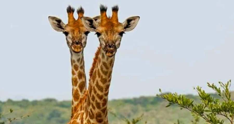 Port Elizabeth: Schotia Safaris Game Reserve Safari - Who will enjoy this safari most?