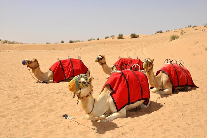 Premium Desert Safari Dubai: Desert Camping & Dune Bashing - Key points to know before booking