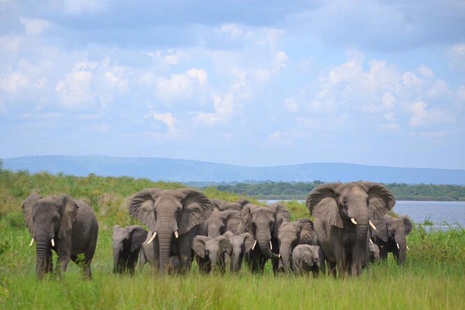 Private 1 Day Akagera Big Five Safari with pick up and lunch. - Why Akagera works for a one-day safari from Kigali
