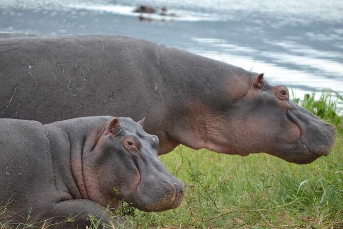 Private 1 Day Akagera Big Five Safari with pick up and lunch. - Six hours inside Akagera National Park