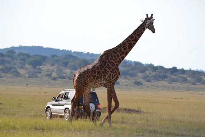 Private 1 Day Akagera Big Five Safari with pick up and lunch. - Searching for Akagera’s Big Five
