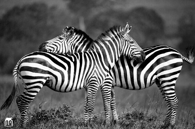 Private 1 Day Akagera Big Five Safari with pick up and lunch. - Beyond the Big Five: giraffes, hippos, and birds