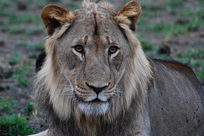 Private 1 Day Akagera Big Five Safari with pick up and lunch. - Lunch, water, and the long return to Kigali