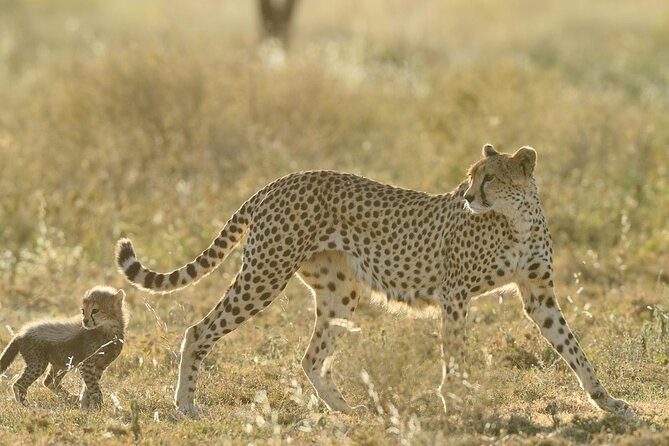 Private 6-Day Great Migration Ndutu Serengeti Safari Tour - Why Ndutu is the heart of this safari