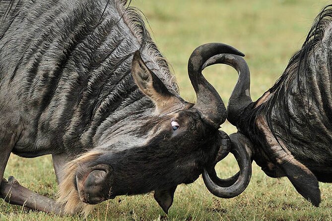 Private 6-Day Great Migration Ndutu Serengeti Safari Tour - Day 2: Elephants and river country in Tarangire