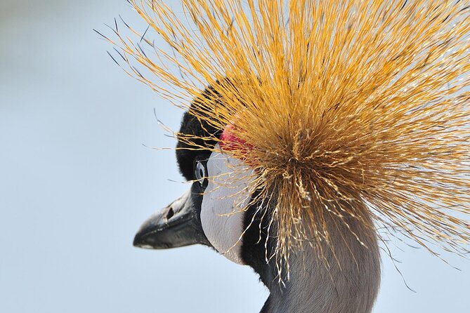 Private 6-Day Great Migration Ndutu Serengeti Safari Tour - Day 3: First sightings around Lake Ndutu
