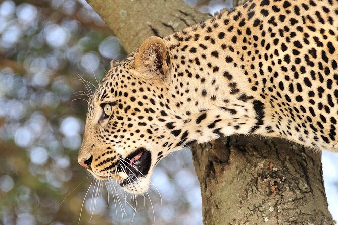 Private 6-Day Great Migration Ndutu Serengeti Safari Tour - Day 4: The full Ndutu wildlife day