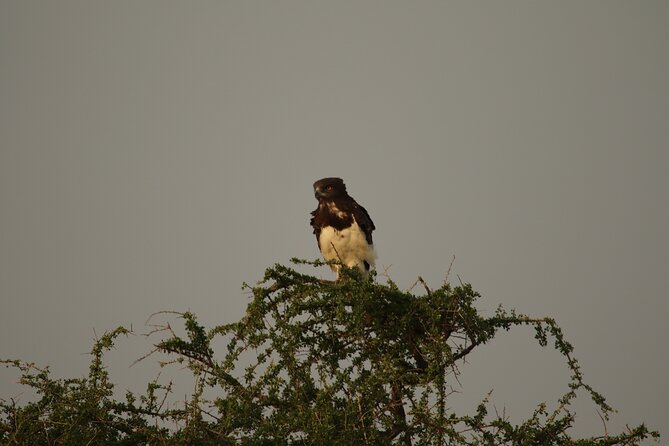 Private 7-Day Tanzania Camping Safari - Day 2: Lake Manyara’s compact wildlife circuit