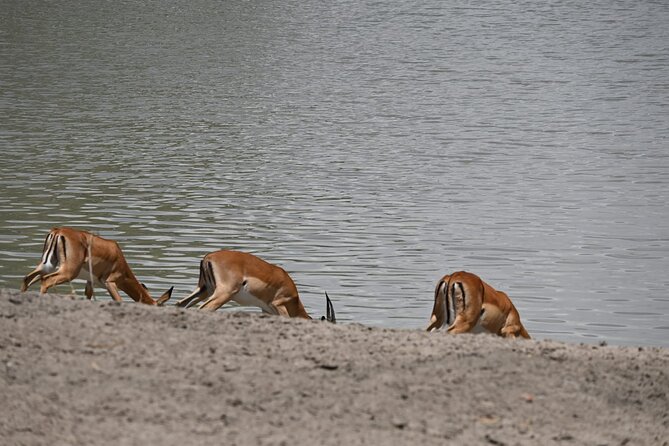 Private 7-Day Tanzania Camping Safari - Days 4 and 5: giving the Serengeti time to work