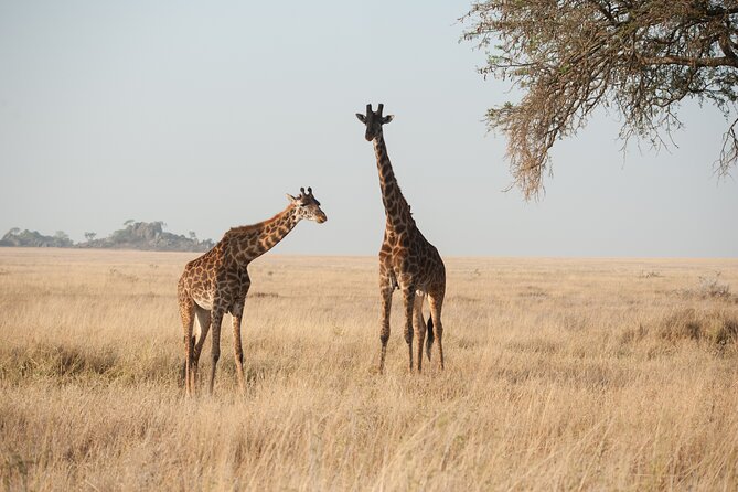 Private 7-Day Tanzania Camping Safari - Day 6: Olduvai Gorge and the Ngorongoro rim