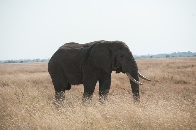 Private 7-Day Tanzania Camping Safari - Day 7: six hours on the crater floor