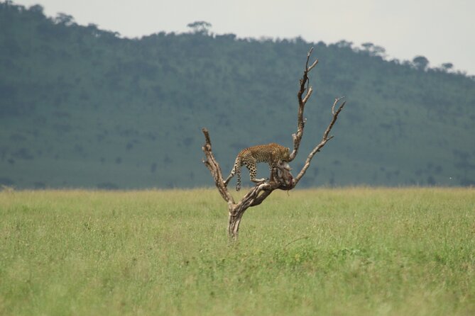 Private 7-Day Tanzania Camping Safari - Camping, food, and the daily rhythm