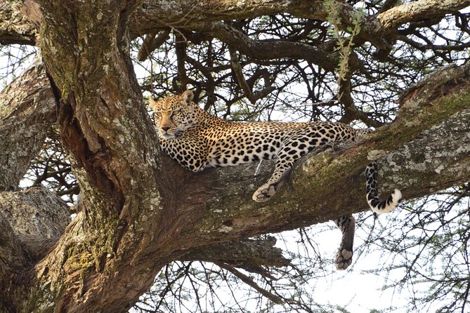 Private 7-Day Tanzania Camping Safari - Day 1: entering the Serengeti through the highlands