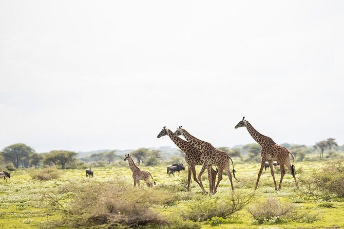 Private 7 Days Classic Safari Tour in Tanzania - Two Serengeti days give the safari room to breathe