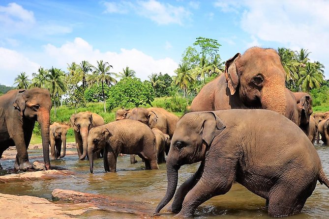 Private Day Trip to Sigiriya, cave and National park Safari Tour - The private car is useful, but comfort varies
