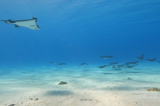 Private Full Day Lagoon Safari and Lunch on a Motu in Bora Bora - Why this lagoon safari works so well in Bora Bora