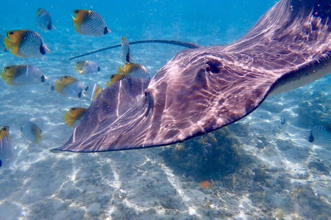 Private Full Day Lagoon Safari and Lunch on a Motu in Bora Bora - The coral garden and colorful fish