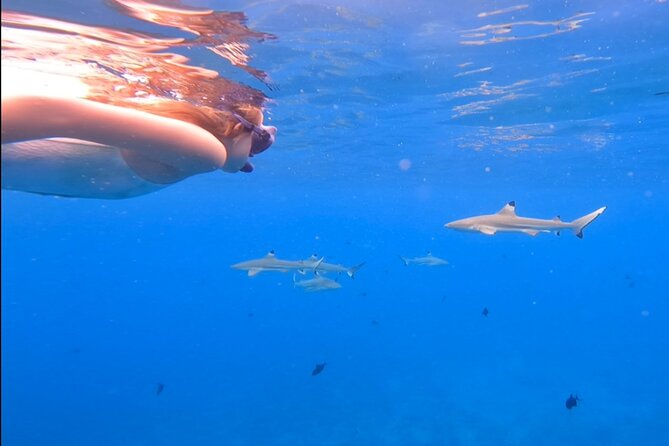 Private Full Day Lagoon Safari and Lunch on a Motu in Bora Bora - Different habitats make the route more interesting