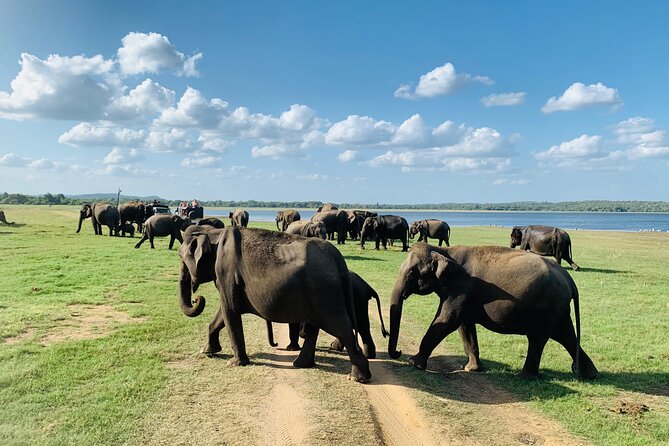 Private Jeep Safari at Minneriya National Park to Visit Elephants - Private jeep size and the value of personal space