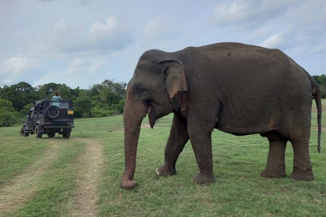 Private Jeep Safari at Minneriya National Park to Visit Elephants - Crowds, heat, and responsible wildlife viewing