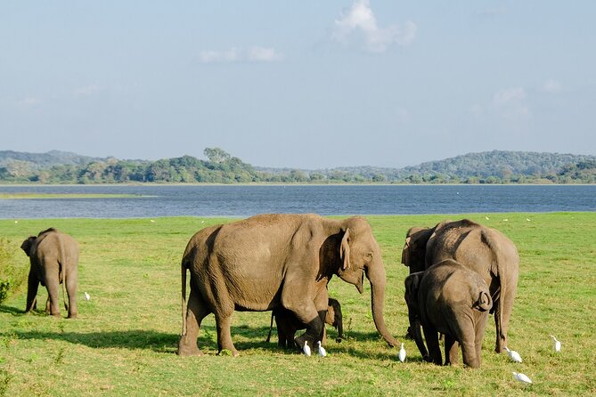 Private Jeep Safari at Minneriya National Park to Visit Elephants - Who should book this safari