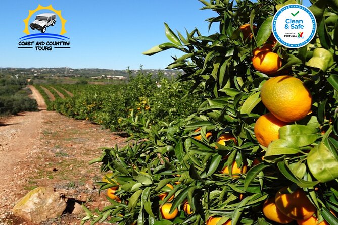 Private Jeep Safari Half-Day Tour - Pico Alto and the inland mountain views